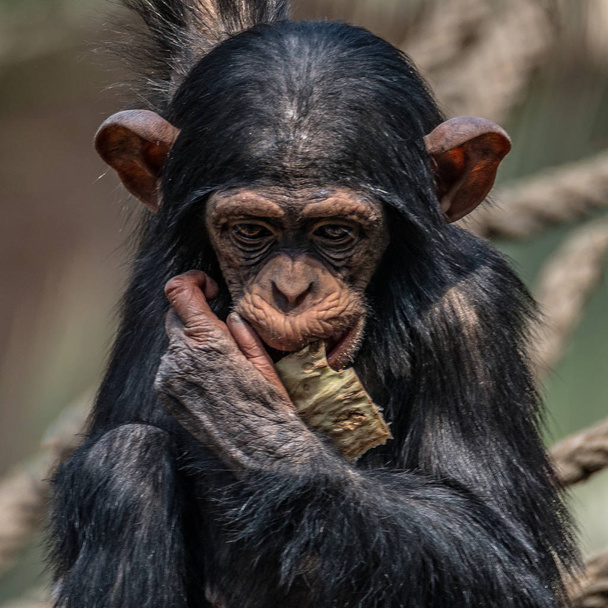 Portrait of cute baby Chimpanzee playing with food, extreme closeup - Foto, Imagen
