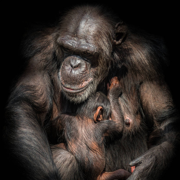 Portret van chimpansee moeder met haar grappige kleine baby op zwarte achtergrond, extreme close-up - Foto, afbeelding