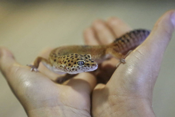 Gecko leopardo sentado em uma mão humana
 - Foto, Imagem