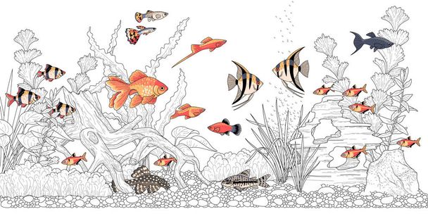 Прямоугольный горизонтальный аквариум с растениями, аксессуарами и цветными рыбами. Монохромная иллюстрация подводного ландшафта для колорина
 - Вектор,изображение