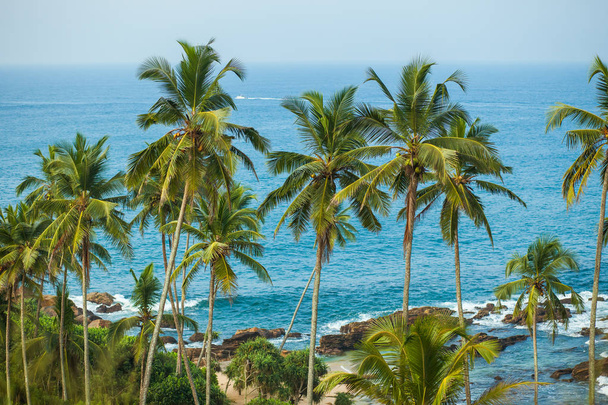 Palm trees on background of ocean - Foto, Imagen