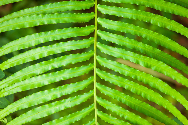 Tropical plants green fern - Fotografie, Obrázek