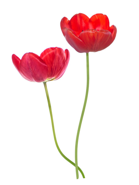 wiosenne kwiaty tulipany izolowane na białym tle.  - Zdjęcie, obraz
