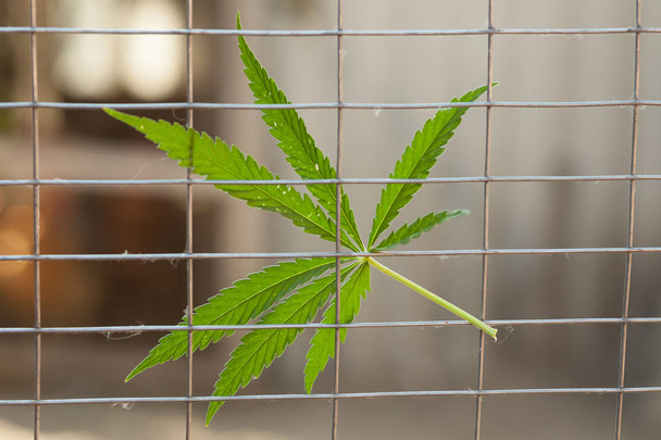 Kannabis on telkien takana. huumausainekiellon käsite
 - Valokuva, kuva
