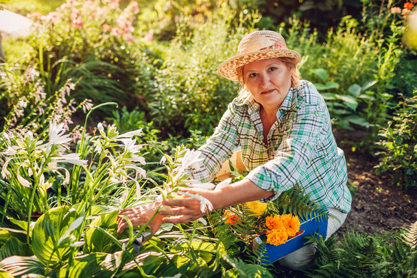 Femme âgée cueillant des fleurs dans le jardin. Femme âgée à la retraite coupant des fleurs avec taille. Concept de jardinage
 - Photo, image