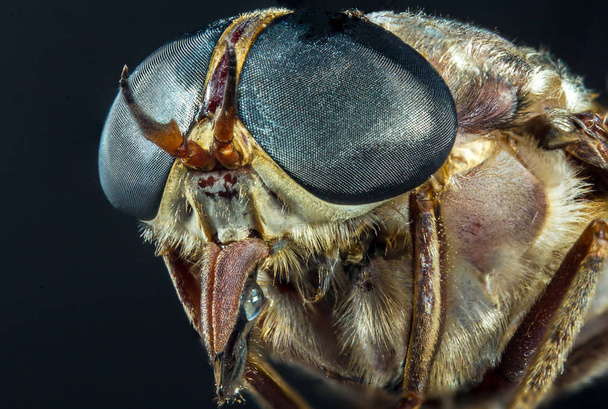 Entomología macro detallado primer plano grandes ojos de mosca azul - Foto, imagen