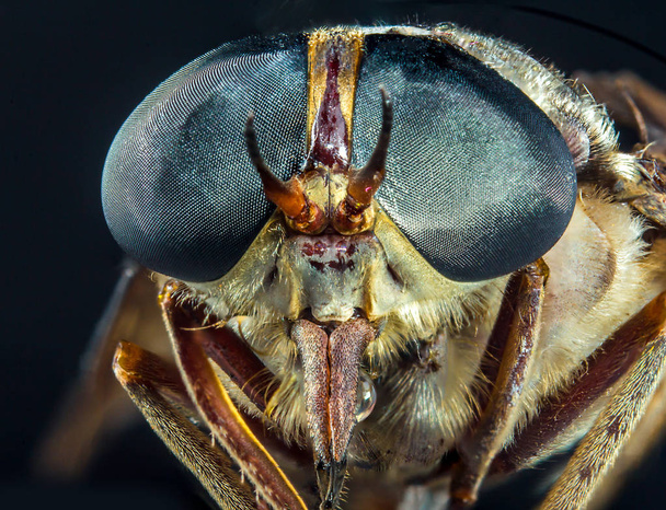 Entomologia macro dettagliata primo piano grandi occhi di tafano blu - Foto, immagini