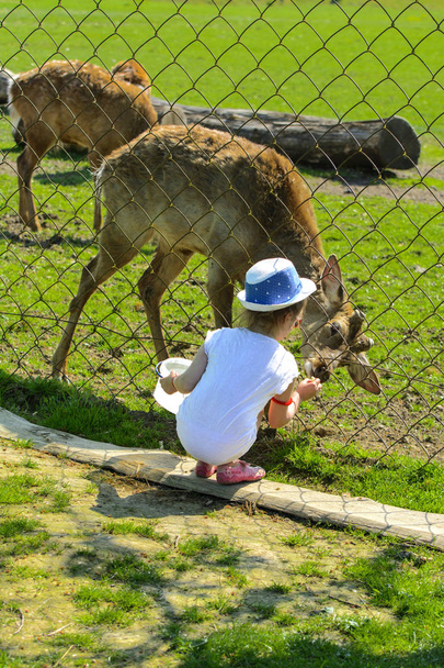 Chust, Ukrajina - 28. dubna 2018. Malá holčička živí mláďat v zoo v létě v období línání na pozadí zelené trávy. Děsivě ošklivá srst s lysiny - Fotografie, Obrázek