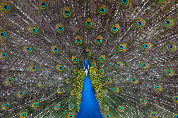 Tüylü güzel tavus kuşunun portresi - Fotoğraf, Görsel