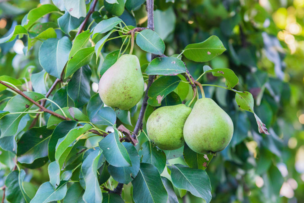 Зелені органічні груші на дереві
 - Фото, зображення