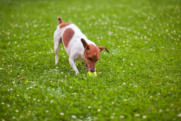 cão brincando com uma bola na grama no parque
 - Foto, Imagem