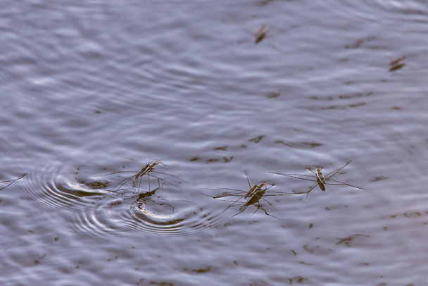 Skipper d'acqua o Gerridae, accoppiamento Hemiptera nel lago
. - Foto, immagini