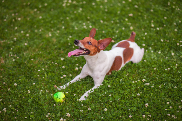σκύλος παίζει με μια μπάλα στο γρασίδι στο πάρκο - Φωτογραφία, εικόνα
