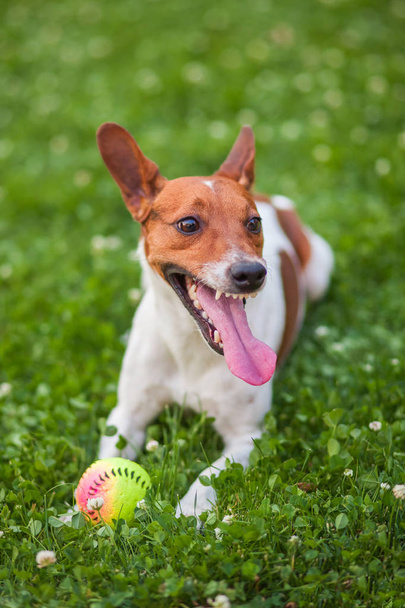 Dog playing with a ball on the grass Jack Russell Terrier - Photo, Image