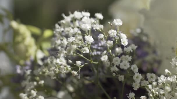 White wildflowers against the sky - Filmati, video
