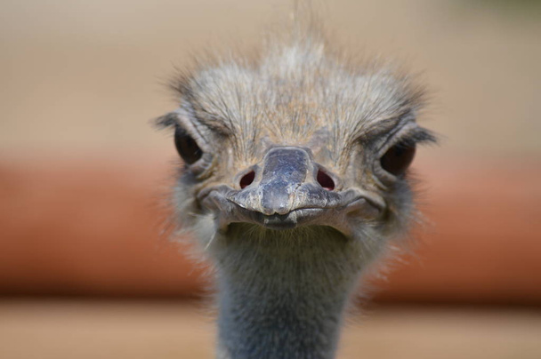 Close up of an ostrich - Фото, изображение