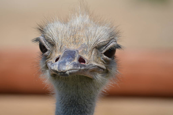 Close up of an ostrich - Foto, immagini