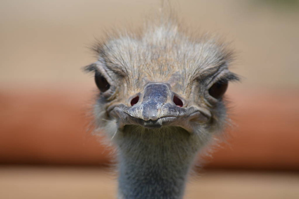 Close up of an ostrich - Фото, изображение