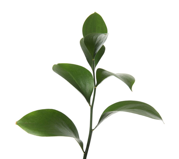 Ruscus branch with fresh green leaves on white background - Φωτογραφία, εικόνα