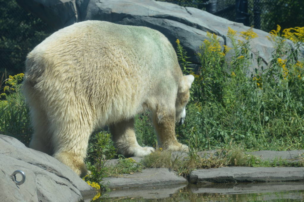 Un oso polar al aire libre durante el verano
 - Foto, imagen