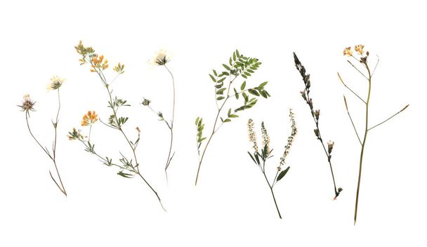 Dried meadow flowers on white background, top view - Zdjęcie, obraz