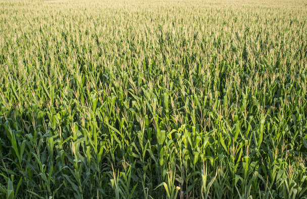 Riesige Maisfelder. Blick über den Kopf - Foto, Bild