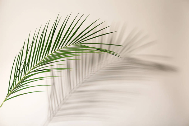 Fresh tropical date palm leaf on light background - Photo, Image