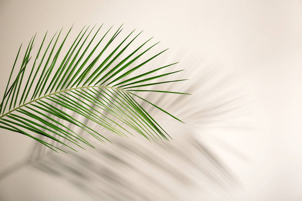 Fresh tropical date palm leaf on light background - Foto, afbeelding