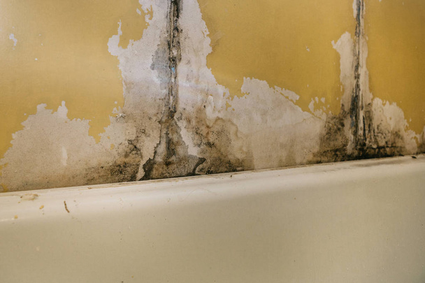 La vieja pared en el baño está cubierta con molde
 - Foto, Imagen