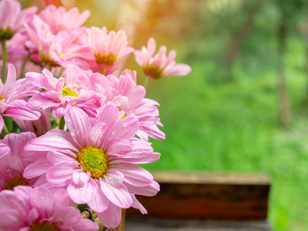 Красиві квітучі рожеві та жовті ромашкові квіти з краплями води після дощу на зеленому фоні природи з місцем для тексту
. - Фото, зображення