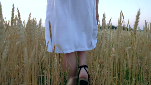 krásná žena jde do pole zralé pšenice golden - Záběry, video