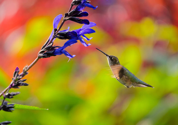 Juvenil Rubi-Throated Hummingbird alimentando-se de uma flor
 - Foto, Imagem
