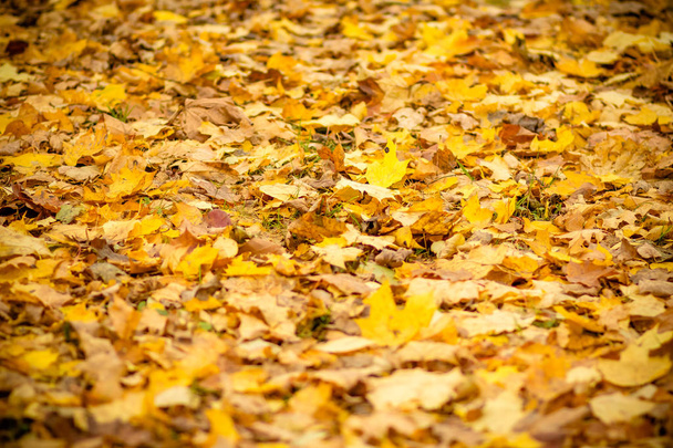 Background group autumn orange leaves. Outdoor.Autumn leaves background.Selective focus. Fall season.fallen autumn leaves on lawn in sunny morning light, Hello autumn concept. - 写真・画像