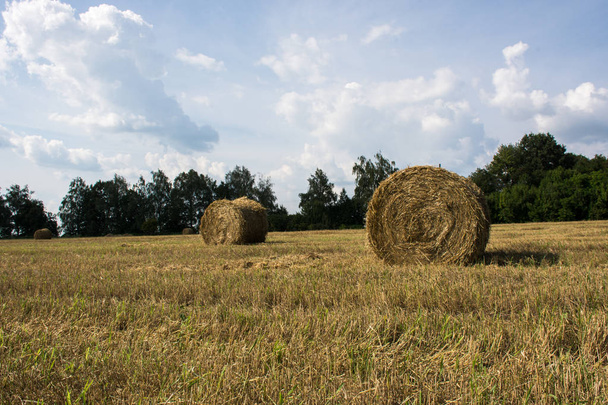 Pacas de paja en el campo, Tiempo de cosecha
 - Foto, Imagen