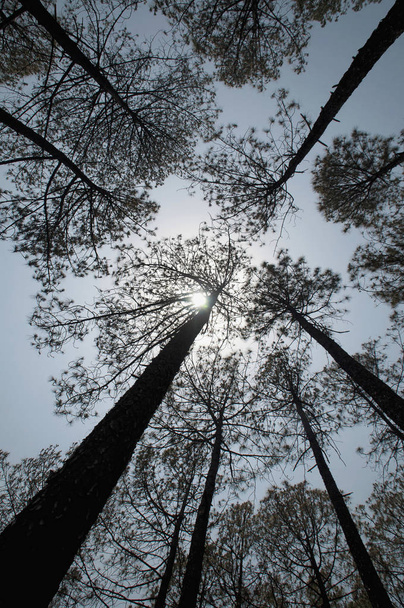 Deodar Tree. Cedro deodara, cedro deodar, cedro himalayano, o deodar. Distretto di Almora Uttarakhand India
 - Foto, immagini