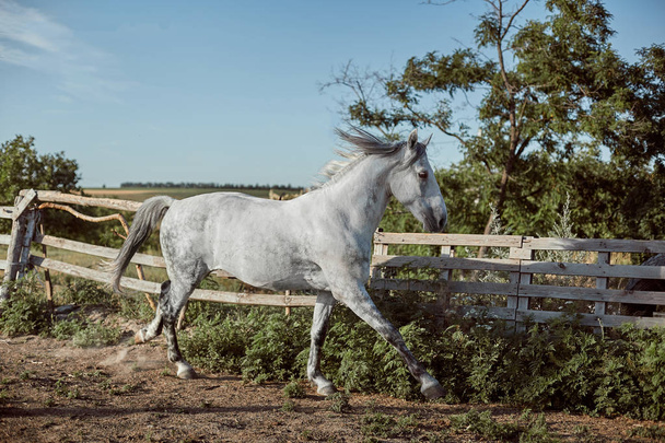 Thoroughbred horse in a pen outdoors and - Photo, Image