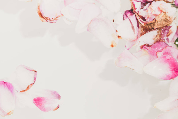 Floral abstract background. Beautiful petals of withered roses with a float in the water on a white backgroun - Foto, Imagem