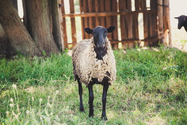 вівця з чорною головою стоїть на зеленій траві на подвір'ї влітку
 - Фото, зображення