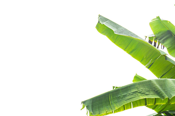 zöld banán levél, zöld trópusi növényzet textúra elszigetelt fehér background Vágógörbe-fájl . - Fotó, kép