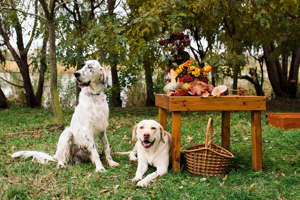 δύο σκυλιά που κάθεται το φθινόπωρο για πικνίκ στο πάρκο. Αγγλικό Σέτερ και Labrador retriever εξωτερική με πίνακα και φθινόπωρο σύνθεση - Φωτογραφία, εικόνα