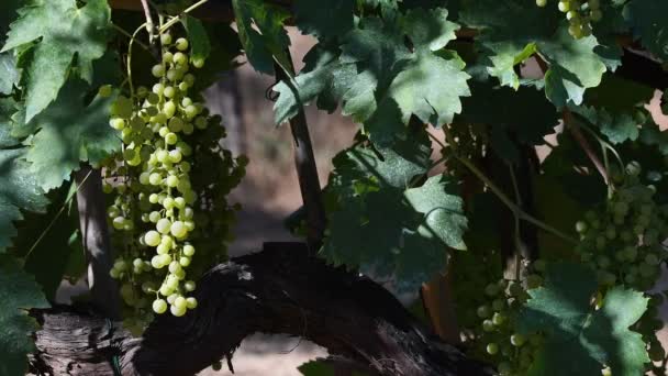 Rypäleterttuja valkoisia viinirypäleitä Chianti viinitarha aurinkoisena päivänä. Toscanassa, Italiassa. 4K UHD-video. Nikon D500
 - Materiaali, video