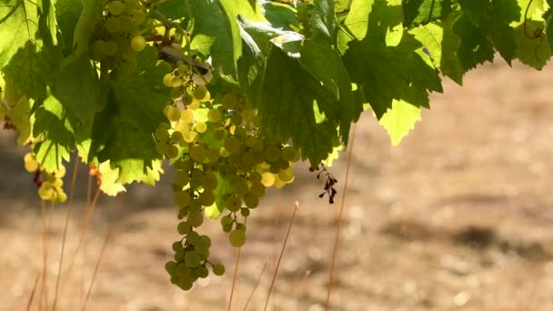 Fehér szőlőfürtök a Chianti szőlőben, egy napsütéses napon. Toszkána, Olaszország. 4 k Uhd videó. Nikon D500 - Felvétel, videó