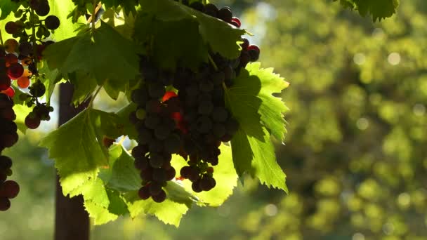 red grapes on vineyards in Chianti region. Tuscany, Italy. 4K UHD Video. Nikon D500 - Footage, Video