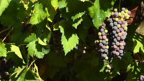 красный виноград на виноградниках в регионе Кьянти. Тоскана, Италия. 4K UHD видео. Nikon D500
 - Кадры, видео
