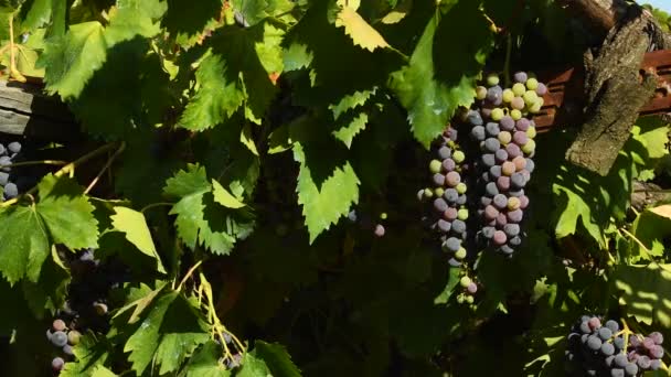 червоний виноград на виноградниках, в регіоні К'янті. Тоскана, Італія. 4 к Uhd відео. Nikon D500 - Кадри, відео