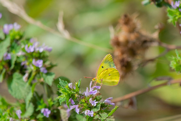 A stunning Clouded yellow Butterfly or Colias croceus necturing on a purple flower - Photo, Image