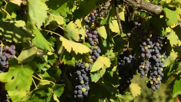 Vörös szőlő a szőlő, a Chianti régióban. Toszkána, Olaszország. 4 k Uhd videó. Nikon D500 - Felvétel, videó