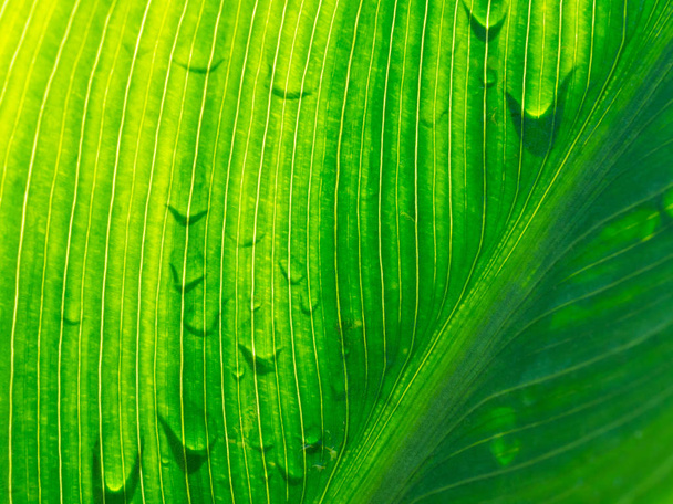 Vista de cerca gradiente de sol de hoja verde natural con sombra de gota de lluvia en el lado opuesto y mostrar la textura del patrón de línea de vena
 - Foto, imagen