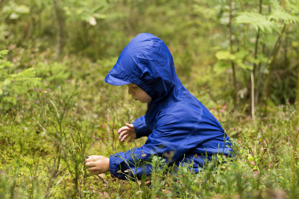 Toddler boy sitting in a forest eating bilberries or blueberries - Foto, Bild