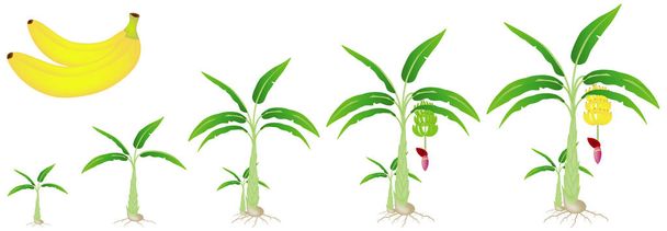 A growth cycle of a banana plant isolated on a white background. - Vector, Image